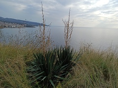 Yucca gloriosa