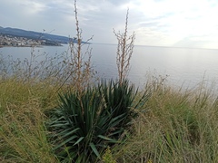 Yucca gloriosa