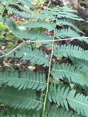 Dryopteris goldieana