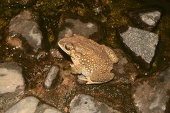 Duttaphrynus melanostictus