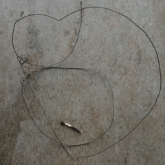 Hystrix africaeaustralis