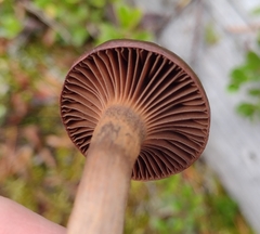 Chroogomphus vinicolor