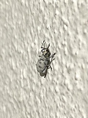 Myllocerus undecimpustulatus