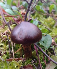 Chroogomphus vinicolor