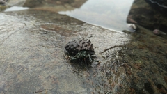 Clibanarius virescens