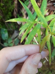 Polygonatum verticillatum