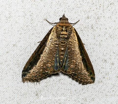 Lophoptera squammigera