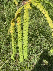 Phyllodium pulchellum