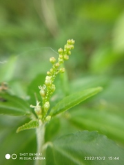 Croton bonplandianus