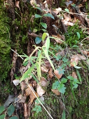 Polygonatum verticillatum