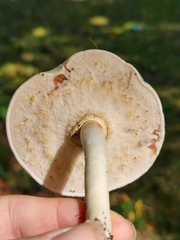 Agaricus bisporus