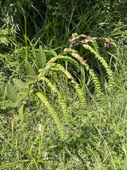 Phyllodium pulchellum