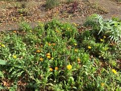 Levisticum officinale