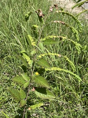 Phyllodium pulchellum