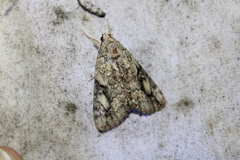 Catocala micronympha