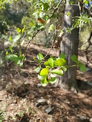 Condalia hookeri
