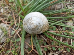 Helix pomatia