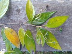 Nectandra cuspidata