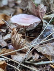 Mycena rosea