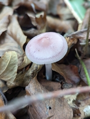 Mycena rosea