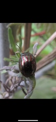 Chrysolina americana