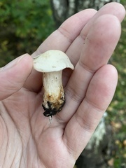 Infundibulicybe geotropa