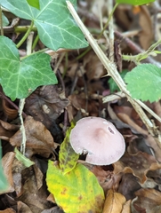 Mycena rosea