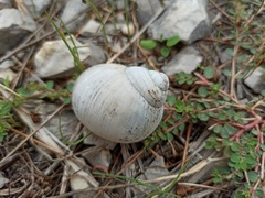 Helix pomatia