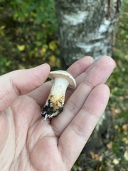 Infundibulicybe geotropa
