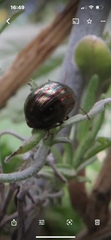 Chrysolina americana