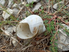 Helix pomatia