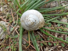 Helix pomatia