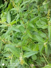 Croton bonplandianus
