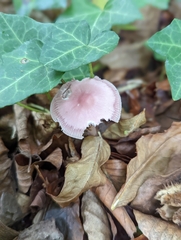 Mycena rosea