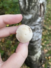 Infundibulicybe geotropa