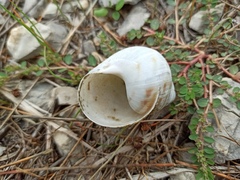 Helix pomatia