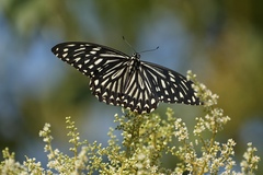Papilio clytia