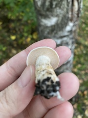 Infundibulicybe geotropa