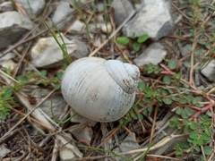 Helix pomatia