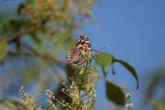 Vanessa indica