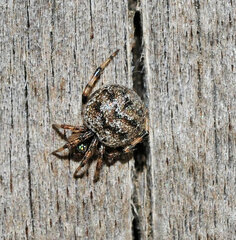 Dipoena melanogaster