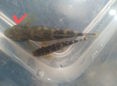 Rhinogobius candidianus