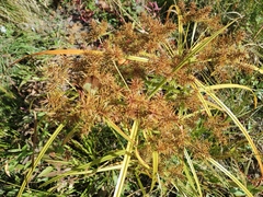 Cyperus esculentus