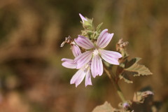 Anisodontea elegans