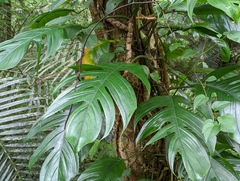 Epipremnum pinnatum