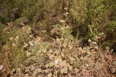 Anisodontea elegans
