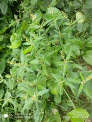 Croton bonplandianus