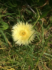 Carpobrotus edulis edulis