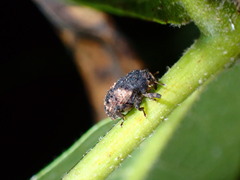 Cryptorhynchus fuscatus