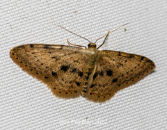 Idaea semilinea